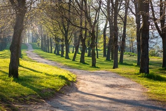 Na Hrádku zůstane alej, přibudou stromy, workout, květnaté a bylinné louky, broukoviště i veřejný gril. Revitalizace začíná